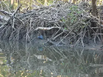 The Swamp and Red Ibiz